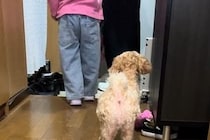 『大好きな妹』をお見送りをする犬→いつものようにできなくて…わかりやすく『絶望する様子』が53万再生「軽蔑の目で草」「顔がすごいｗｗ」