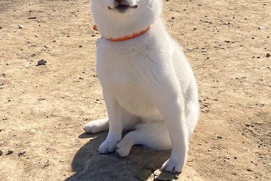 ドッグランに遊びに来た子犬→『全然走らないな』と思い、顔を見たら…まさかの『ドヤっている表情』に18万いいね「満足げで草」「最高すぎる」