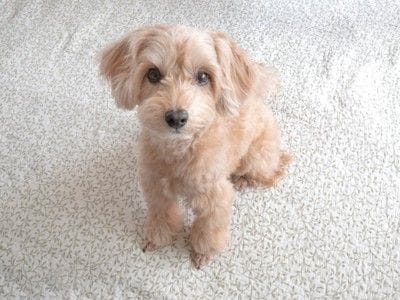 じっと座って見つめるマルプー