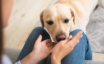 犬が『久しぶりに再会した人』にみせる態度5つ　どんな反応をするの？注意すべき行動まで