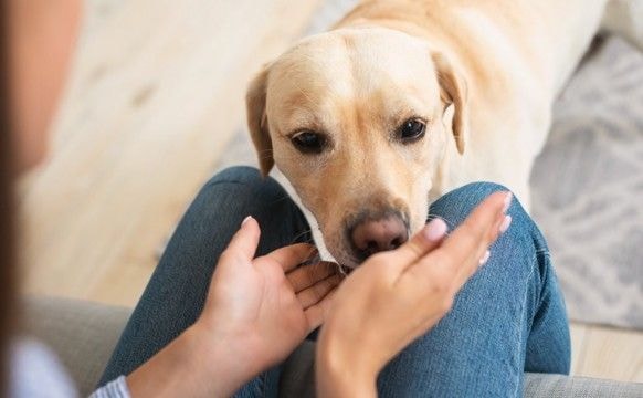 犬が『久しぶりに再会した人』にみせる態度5つ どんな反応をするの?注意すべき行動まで