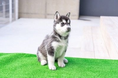 ハスキーの子犬
