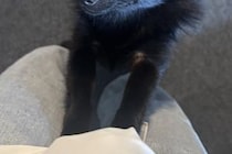 生まれて初めて『セミの鳴き声』を聞いた子犬→驚いてしまって…犬生一周目すぎる『迫真の表情』に3万いいね「知らないとビックリだよねｗ」