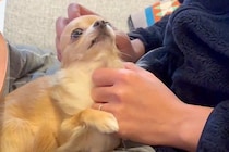 『ご飯を食べたいパパ』VS『絶対に撫でてほしい犬』微笑ましすぎる攻防戦に1万5000いいね集まる「可愛すぎて負け戦ｗｗ」「パパ不憫で草」