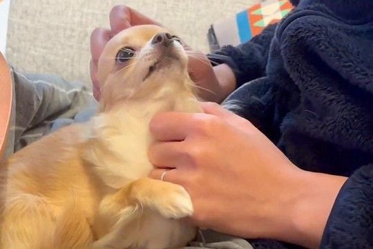 『ご飯を食べたいパパ』VS『絶対に撫でてほしい犬』微笑ましすぎる攻防戦に1万5000いいね集まる「可愛すぎて負け戦ｗｗ」「パパ不憫で草」