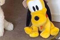 『ぬいぐるみと同じ座り方』をする犬→心配になり、病院へ連れて行ったら…医師から告げられた『まさかの診断結果』に反響「可愛すぎｗ」「個性」