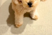 深夜、赤ちゃんに授乳すると『眠っていた犬』が毎回起きてきて…愛おしすぎる『付き添いの表情』に9万いいね「なんて優しいの」「最高に可愛い」
