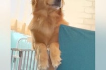中学生の息子が帰宅→ケージに入っていた大型犬が『おかえりなさい！』と喜んで…人間のような『表情』が260万再生「可愛すぎ」「口角がｗ」