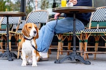 犬を飼う前に知っておくべき『義務・マナー』5つ　飼い主の責任とは？必要な手続きまで
