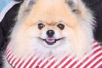 ママが抱っこすると『ニッコニコの笑顔』になる犬→パパの場合は…あからさまな『表情の違い』に反響「顔に出てるよ…」「一目瞭然で笑ったｗ」