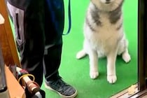 『訓練所に預けた大型犬』と面会の日→再会した瞬間、懸命に喜びを押し殺して…とんでもなく尊い光景に3万いいね「涙腺崩壊」「表情が…泣いた」