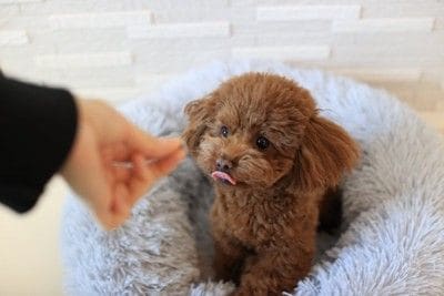 ご褒美をもらう犬