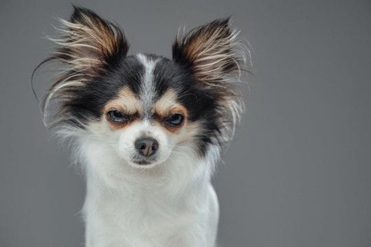 犬が『絶対イヤだ』と思っているサイン５選　愛犬が拒絶してきたときの適切な対応とは？