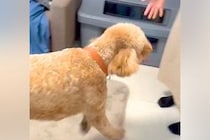 7ヶ月ぶりに再会したおばあちゃんを『誰？』と警戒する大型犬→『噛んでしまう』と思いきや…気付いた瞬間の反応が62万再生「どちらも嬉しそう」
