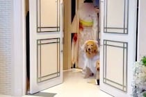 リングドッグに挑戦する大型犬2匹→『ちゃんと届けてくれるかな』と思ったら、ドアが開いた瞬間…『まさかの展開』に爆笑「ただの乱入で草」
