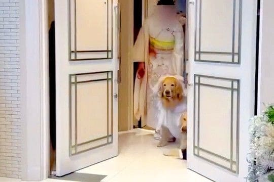 リングドッグに挑戦する大型犬2匹→『ちゃんと届けてくれるかな』と思ったら、ドアが開いた瞬間…『まさかの展開』に爆笑「ただの乱入で草」