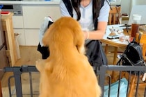 修学旅行から帰ってきた娘→再会した大型犬が『大喜び』しすぎて、当日の夜に…あまりにも尊い光景が14万再生「なんて幸せそう」「泣けてきた」