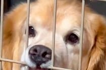 ご飯を食べるので、大型犬をケージに入れた結果→不満を隠しきれずに…絶対に間違っている『アピールの仕方』に爆笑「顔ｗｗ」「笑かしにきてる」
