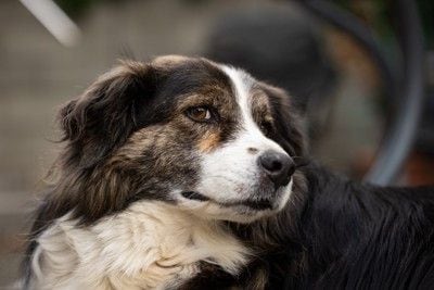 チラ見する犬