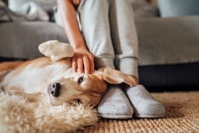 ごろ寝する犬