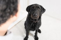 『犬を怖がらせてしまう人』の特徴3つ　ワンコに威圧感を与える見た目や態度とは？