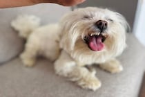犬が『邪魔しないで』と伝えているサイン4つ　そっとしておくべきタイミングや良好な関係を保つコツまで