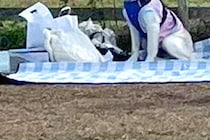 ドッグランに来た大型犬→『大はしゃぎするかな』と思ったら…完全に立場が逆な『まさかの光景』に反響「忠実な番犬ｗｗ」「人間が走るのか…」