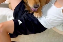 サッカーの練習に行こうとする男の子→大型犬が『行かないで』と抗議して…あまりにも強引な『引き止め方』が13万再生「寂しいんだ」「可愛すぎ」