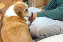 犬に興味がないおじいちゃんに『一緒にお留守番をお願いした』結果→久々の再会で見せた『愛おしい光景』が14万再生「積極的で草」「デレてるｗ」