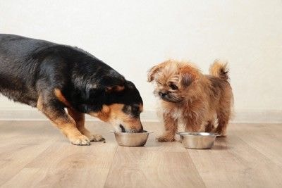 ごはん中の二匹の犬