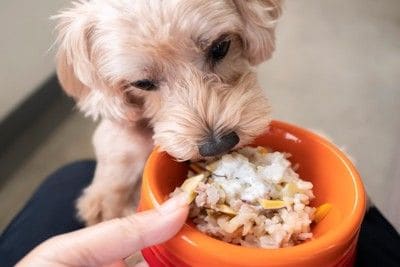 ごはんが待ちきれない犬
