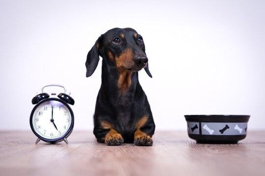 犬に『ご飯を与える時間』何時がベストなの？理想的なタイミングや年齢別の注意点まで