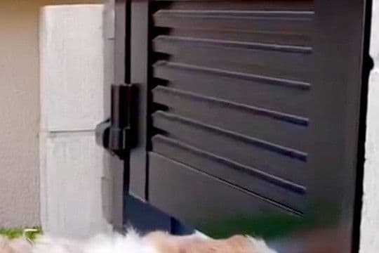 『なぜか外から笑い声が聞こえるな』と思い、庭を見に行った結果→犬が隙間から…『思わず納得する光景』に反響「私も通り過ぎたい」「可愛すぎ」