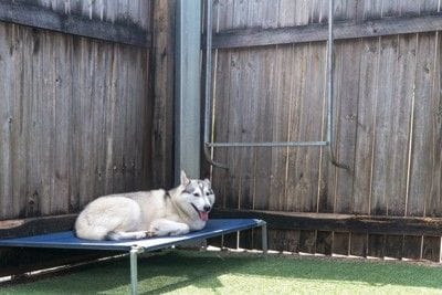 日陰で休むシベリアンハスキー