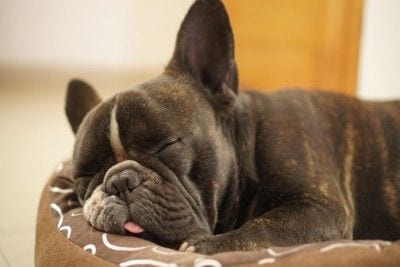 眠るフレブル