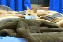寂しがり屋の犬が寝ている間に『内緒で部屋から出た』結果…あまりにも健気な『尊すぎる行動』が15万再生「めちゃ探してる」「大好きなんだ」