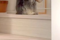 大きな雷が鳴り響いた結果→ふと『犬の方』を見たら、なぜか『猫背』になっていて…この世の終わりのような『怖がり方』が207万再生「丸くて草」