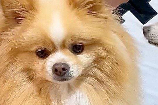 家に『お友達ワンコ』が遊びにきた結果→想像以上にくつろいでいて…愛犬が見せた『ドン引きの表情』に反響「人間みたいw」「動揺してて草」