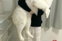 いつもパパに抱っこされる25キロの大型犬→ママが抱っこすると、ビックリして…感情が出過ぎている『表情』に1万いいね「ファ！？の顔ｗｗ」