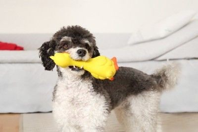 アヒルのおもちゃをくわえる小型犬