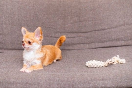 犬がおもちゃに興味がないときの反応3つ　ワンコが好みやすい玩具の共通点とは？