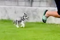 犬を飼うのを反対していた夫→『ハスキー犬の赤ちゃん』を飼い始めた結果…嘘のような『まさかの末路』が40万再生「最高ｗ」「メロメロで草」
