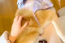 離れて暮らす娘が家に帰ってきた結果→犬が喜び過ぎて…いじらしくて健気な『おかえりなさいのご挨拶』に反響「嬉しいの伝わる」「可愛すぎ」