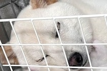 気持ちよさそうに眠っている犬→よく見てみたら、頭の下に…想定外だった『尊すぎる光景』に1万いいね「幸せな寝顔そっくり」「まさかの仰向けｗ」
