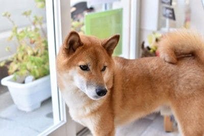 窓辺に近寄る柴犬