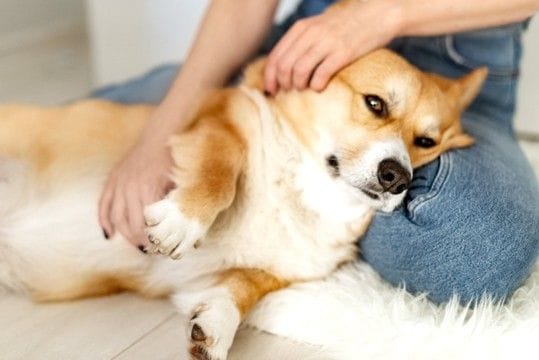 犬が『触られたくない』体の部位5選 嫌がっているときにみせるサインやスキンシップの注意点まで