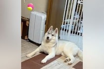 かっこいいハスキー犬に『ボールを投げた』結果…見た目とのギャップがありすぎる『まさかの結末』に7万いいね「芸術点高いｗ」「何回も見た」