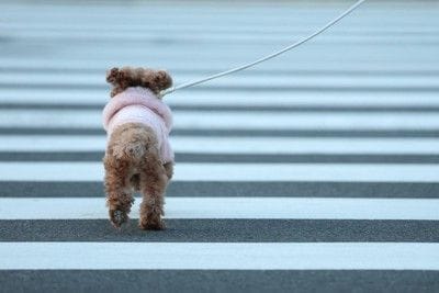 歩道を渡る犬の後ろ姿