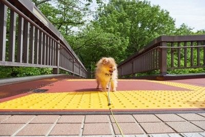 歩道橋、ポメラニアン