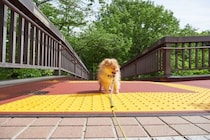 犬が散歩中に『怖いと感じる場所』4選　愛犬を安心させるために飼い主がすべき配慮とは？